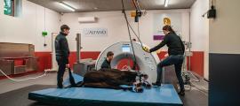 Railtechniek_monorail_horse_health_chainhoist_5